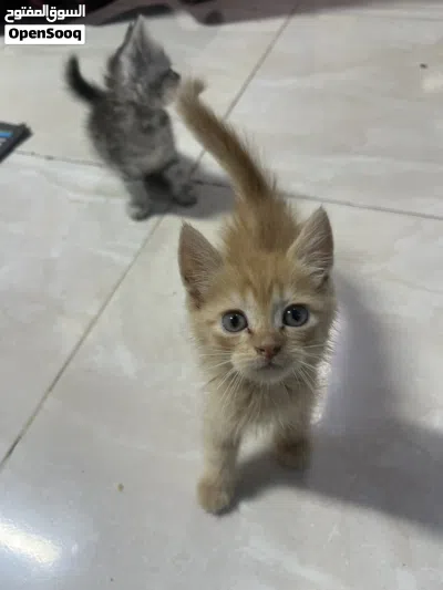 للبيع قطط صغر 2