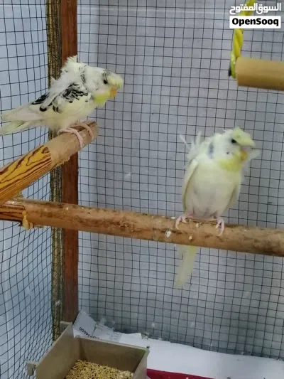 طيور حب هاجرمو شكري برصاصي 4