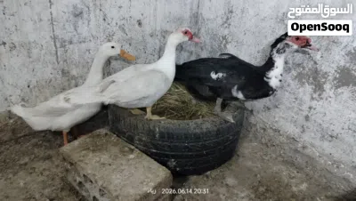 بط للبيع ذكر 1 انثايتين 2 2