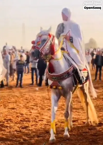 السلام عليكم ورحمة الله حصان للبيع 4