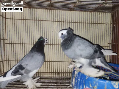 متاح كمبك نقش الطيره نوها جاهزه والفحل جاهز 2