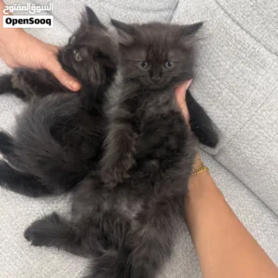 Persian cat 2