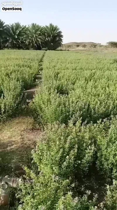 طعام للبيع 3