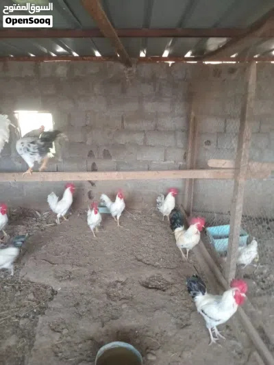 ذكور فرنسي اصل للبيع 4