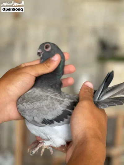 جوز فراخ عمريات للبيع 2