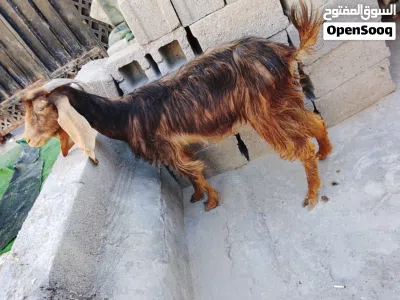 اليوم نريد نبيع ب100الف قفل صخله يفره خشنه مالت علف وين الجناي 3
