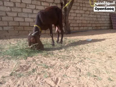 عنز مبدلتش امهجنا عل القبرصي جابت جدي ومات في عمرشهرين عنز حليب كل يوم لتر 4