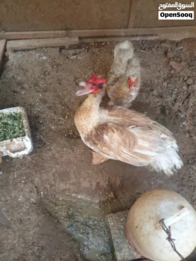 بط مسكوفي أبيض للبيع 3