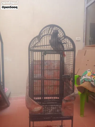 ببغاء كاسكو زنجباري للبيع 3