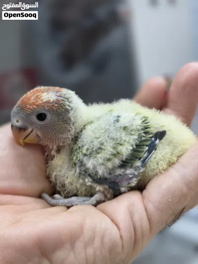 فروخ لوفبيرد Lovebirds 4