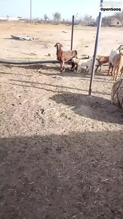 شاه للبيع معاها سخال 2