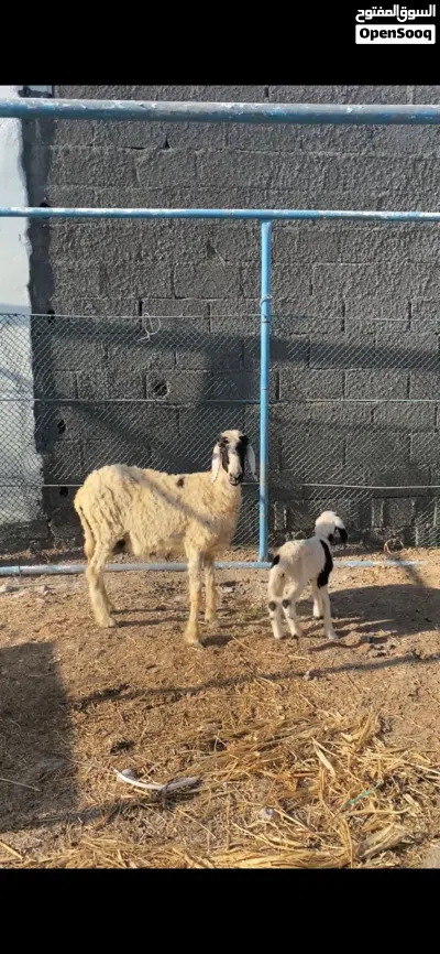 للبيع جعد هنديات الي يدور الزين لايفوت جعد حلوات للتربيه تحتهن كبش وحمله ورويانات الحمدالله شوف الوص 2