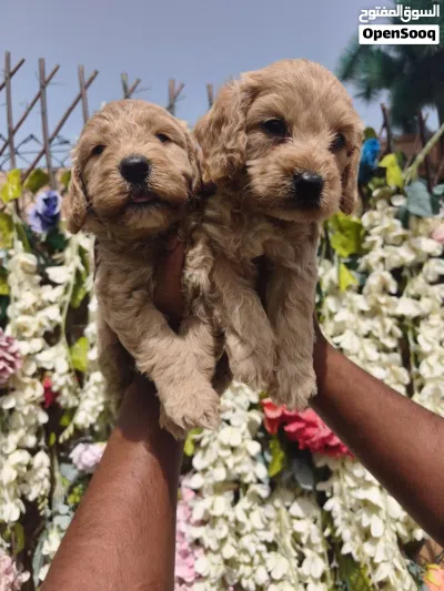 Cockapoo puppy 2