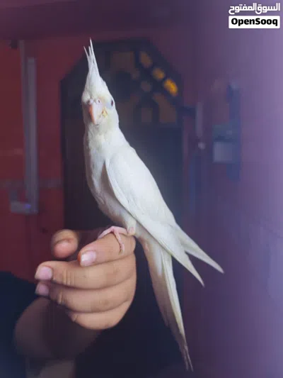 طيور كوكتيل للبيع في البصره 3