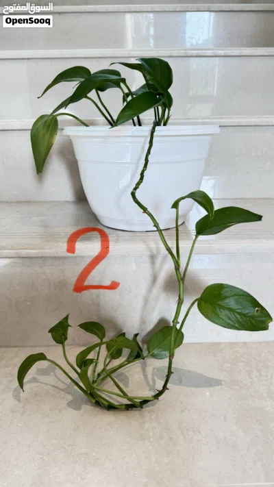 Indoor and Outdoor Plants and Pots 3