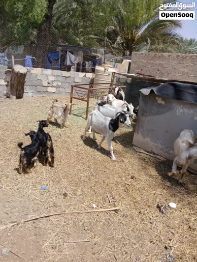 للبيع هوش عمانيات بلجمله او المفرد 2