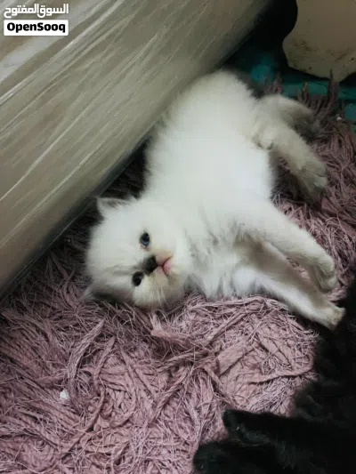 Himalayan and pure persian kitten for sell 4