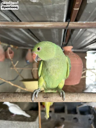 بغبغا دره انثا 4