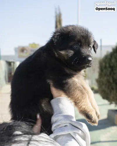 سيبل و شو لاين German shepherd puppies 2