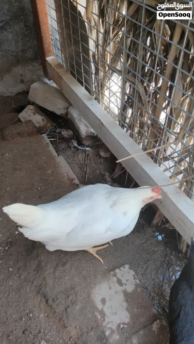 دجاج للبيع نظيفة متعوب عليه الوانه كلش حلوه 37 فرخة و4دجاجات كبيره. وديك 3
