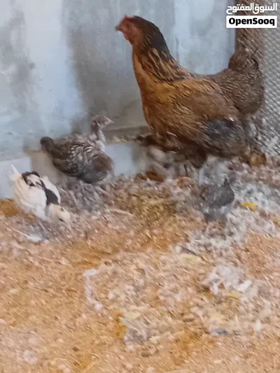 دجاجه تحتها 6 فلاليس 3