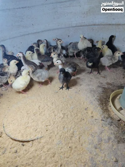 للبيع صيصان رومي العمر اسبوع ونص مطلوب في الحبه ريالين موقعي صحار 3