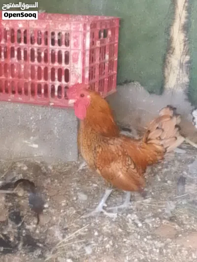 كوبيه انيق منتجه ربي يبارك معها 6فلاليس 3