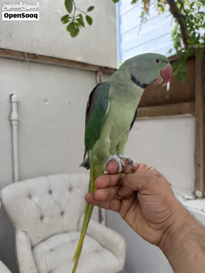 ببغاء نيبالي ذكر أليف 2
