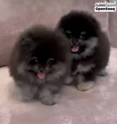 Pomeranian puppies 4