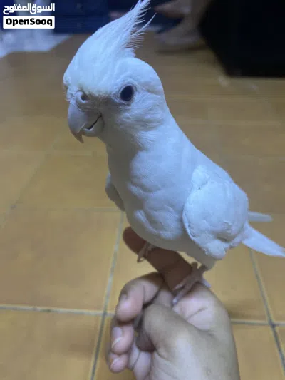 Eno male cocktail 4