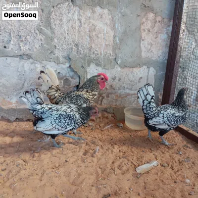 سبرايت أنيق 2
