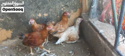 دجاج عماني أن بالجمله 4