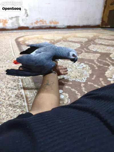 كاسكو اليف ومتكلم 3