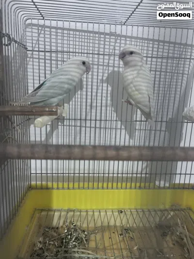 زوجين لوفبيرد زوج لاول ابيض لابينو منتجين زوج ثاني نثيه ابيض لفحل لون بحري منتجين 3