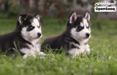 Dogs for sale 2