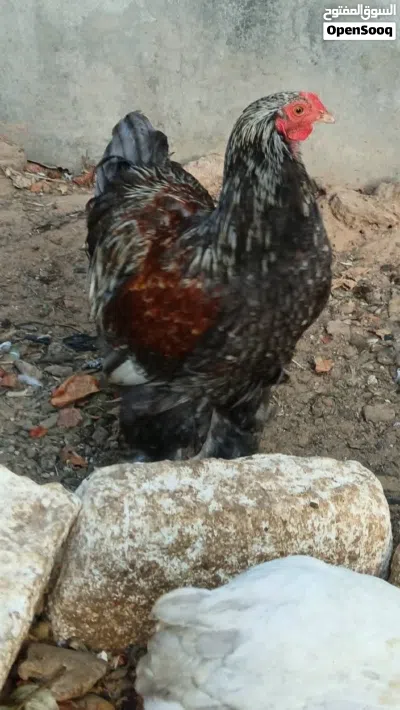 فروج. برهما. سلمون. بلو 2