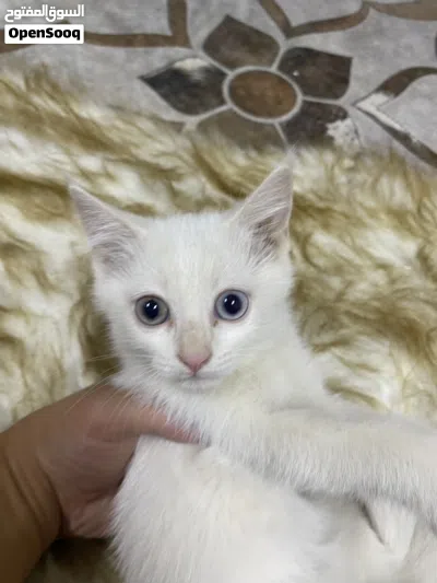 Kittens Turkish adoption ,كتنز للتبني تركي 3