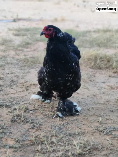 للبيع ولا تبديل بإنتاج كناري 4