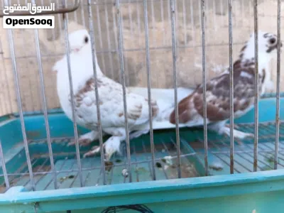 حمام مصري ماسح 3