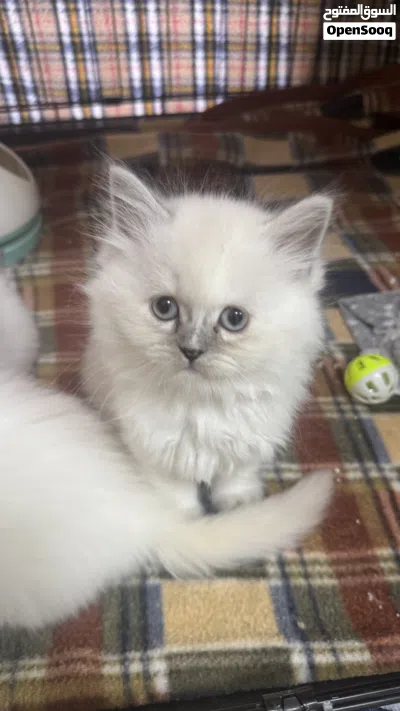 قطط هيمالايا صغيرة .. بعيون زرقاء ساحرة .. 3