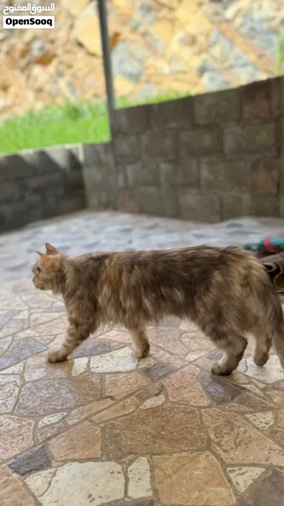 قط سيبيري أليف 2
