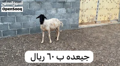 أغنام للبيع 3