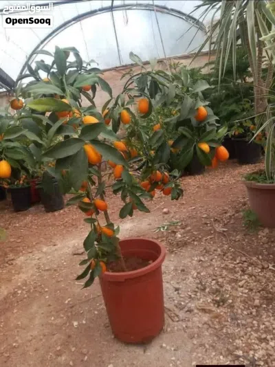إذا كنت بدك تغرس تعبك بثمار مضمونة... إحنا جاهزين نوفرلك ياها 3