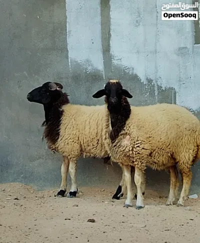 فطيمه وخروف العمر7شهور سمان مشاء الله طرابلس الفرناج 2