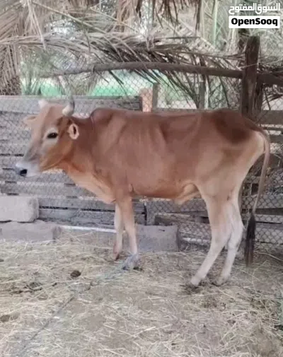 عجل وعجلتين وثور محليات جروزات ف الأكل ماشاء الله الأسعار ف الوصف 4