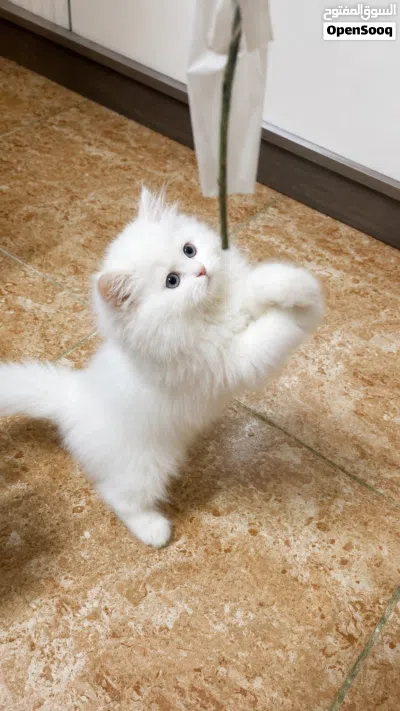 قط دول بيرشن doll Persian 2