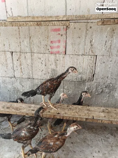 فروجات نفس ما واضح العمر شهرين ونص 3
