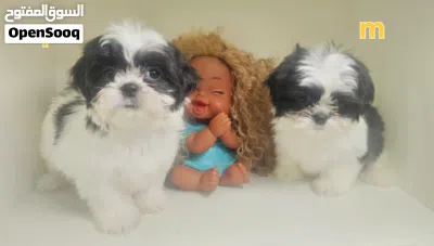 shihtzu peur شيتزو بيور 2