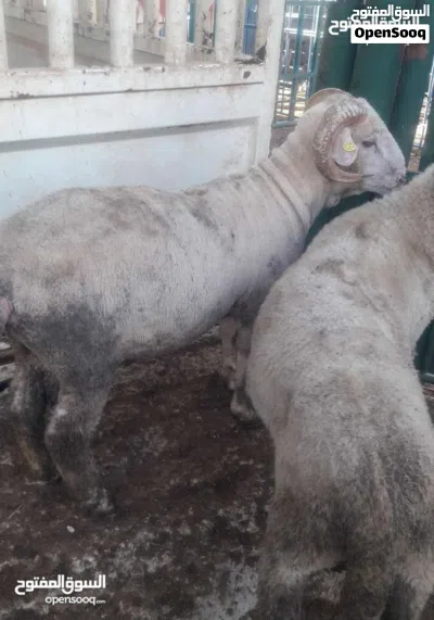 ذبح عقائق نذور فدو ولجميع المناسبات الاجتماعية كافة 3
