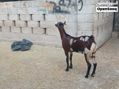 تيوس صلالة 4